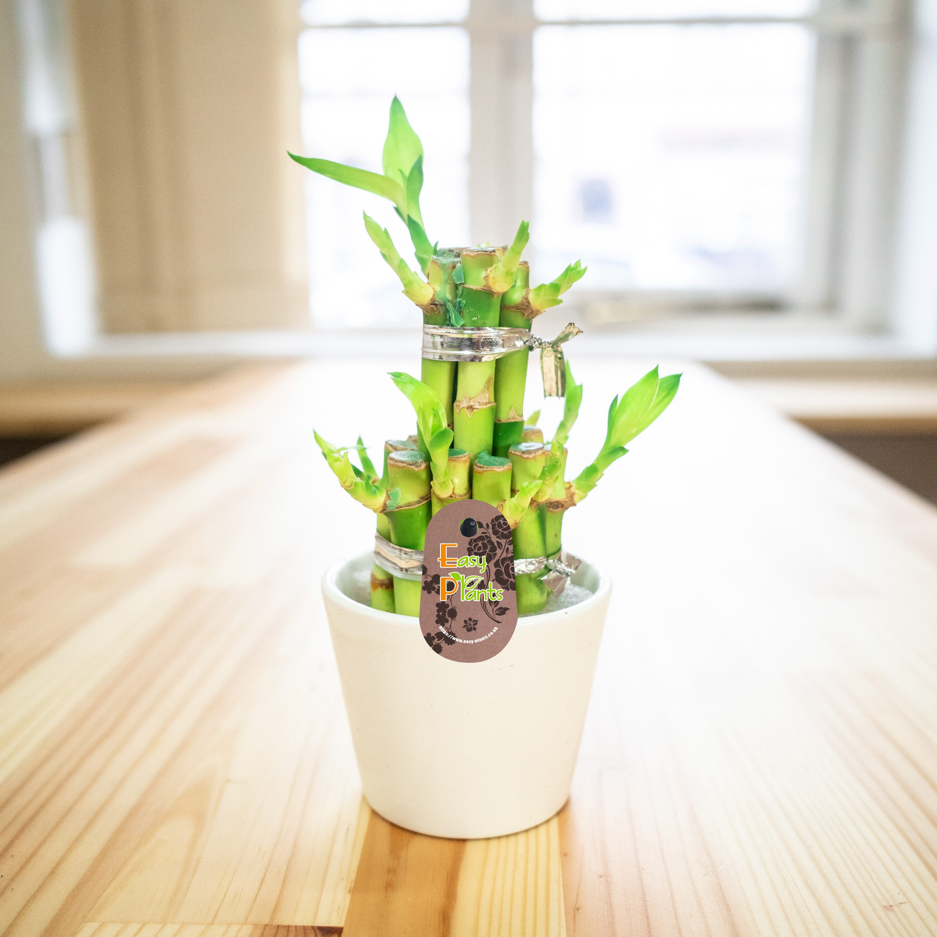 1 Lucky Bamboos in Glass Vase With Colorful Water Ball or Etsy UK