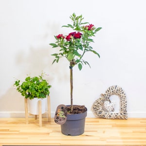 Standard Formschnitt Rot Rose Baum in 17 cm Topf Innen / Außen Blühende Gartenpflanze Lebendige Blüten Haus Terrasse Dekor Pflegeleicht Blumenakzent