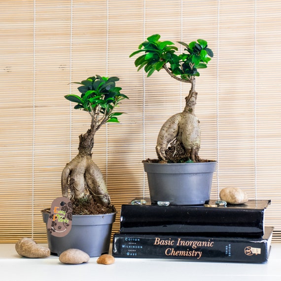 Ficus Green Kinky à Tige Claire - 1 Plante - Arbre Vivant d'intérieur en  Pot pour Maison/Bureau