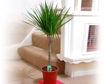 Large Dragon Tree in Pot Evergreen Floor Plant