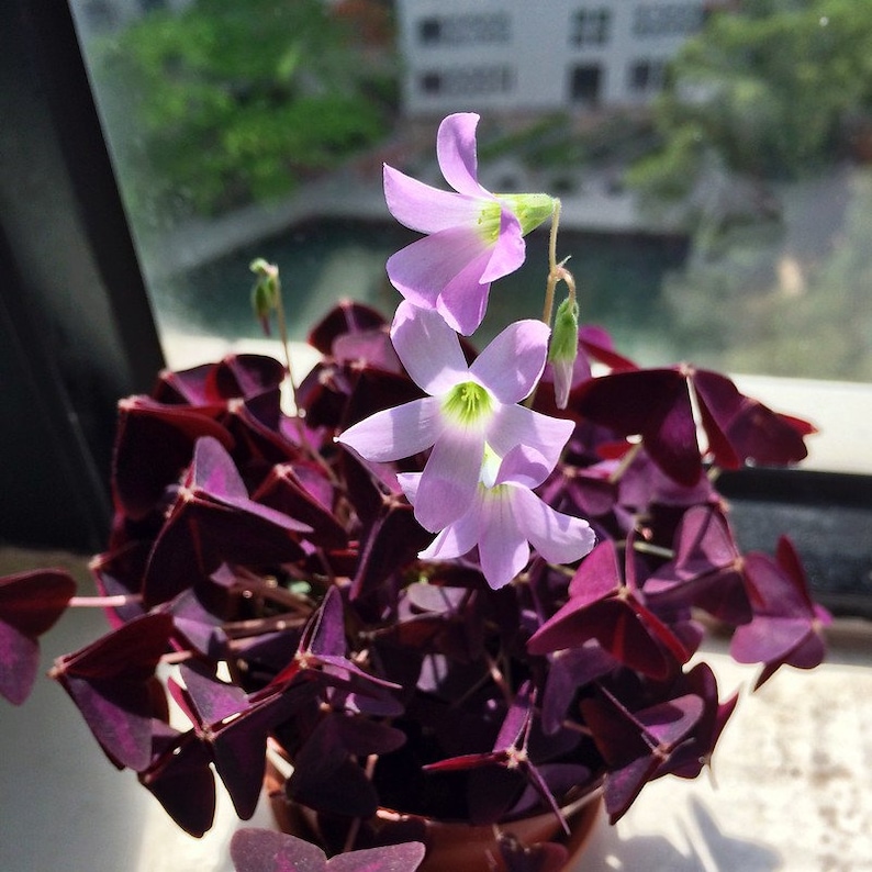 Oxalis triangularis