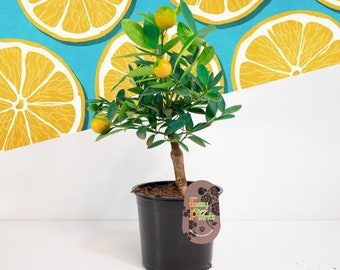 Standard / Trellised Scent Lemon Juicy Healthy Citrus Fruit Tree in 12cm Pot Indoor House Plant Outdoor Garden Tree 30-40cm Tall