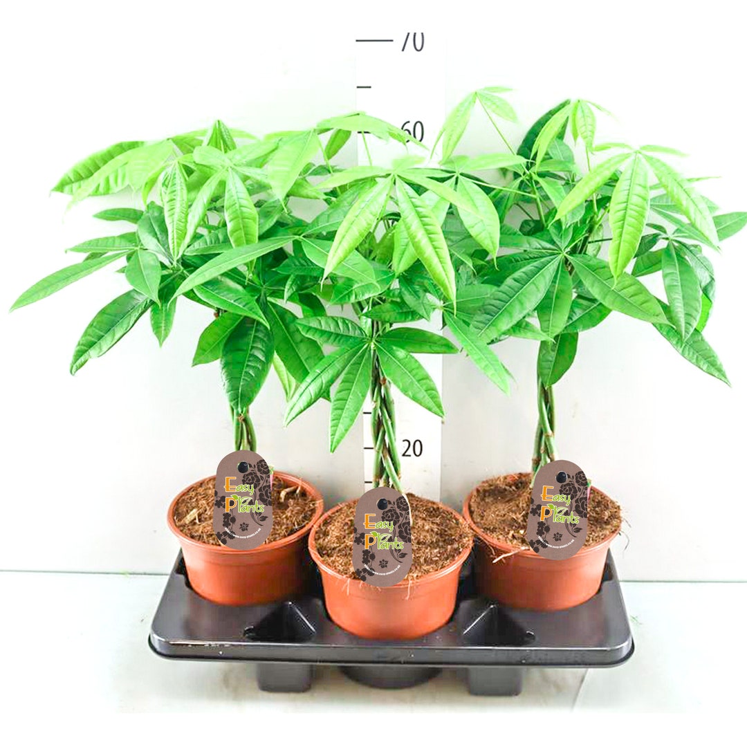 Pachira Mexican Fortune Evergreen Table Plant Money Tree in Pot - Etsy UK