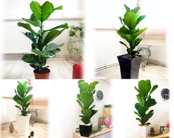 Rare Large Fiddle Leaf Fig Tree Evergreen Indoor House Garden Floor Plant in Pot Stone Topping Ficus Lyrata Ornamental Dwarf Tree Traditiona