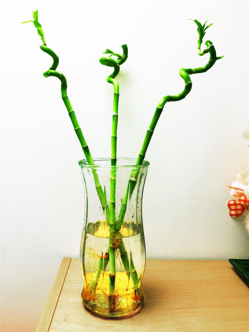 1 Lucky Bamboos in Glass Vase With Colorful Water Ball or Etsy UK