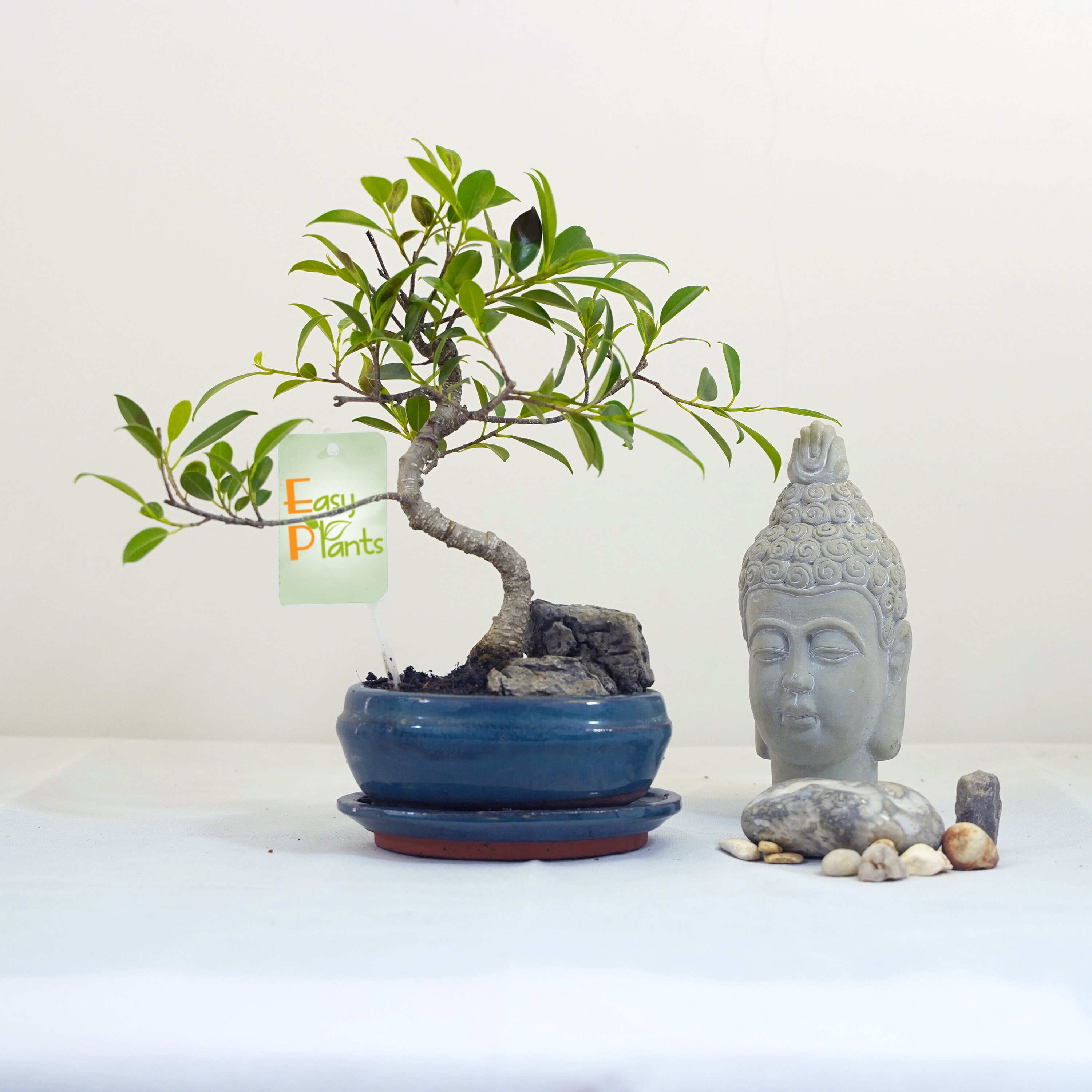 20 Bonsai Ceramic Pot House Plant Choose from Dawn Redwood ...