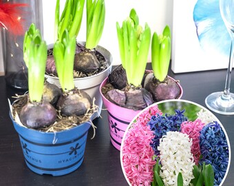 Hyacinth (3 Bulbs in a Pot) Pink Blue White Colour in 12cm Pot Size