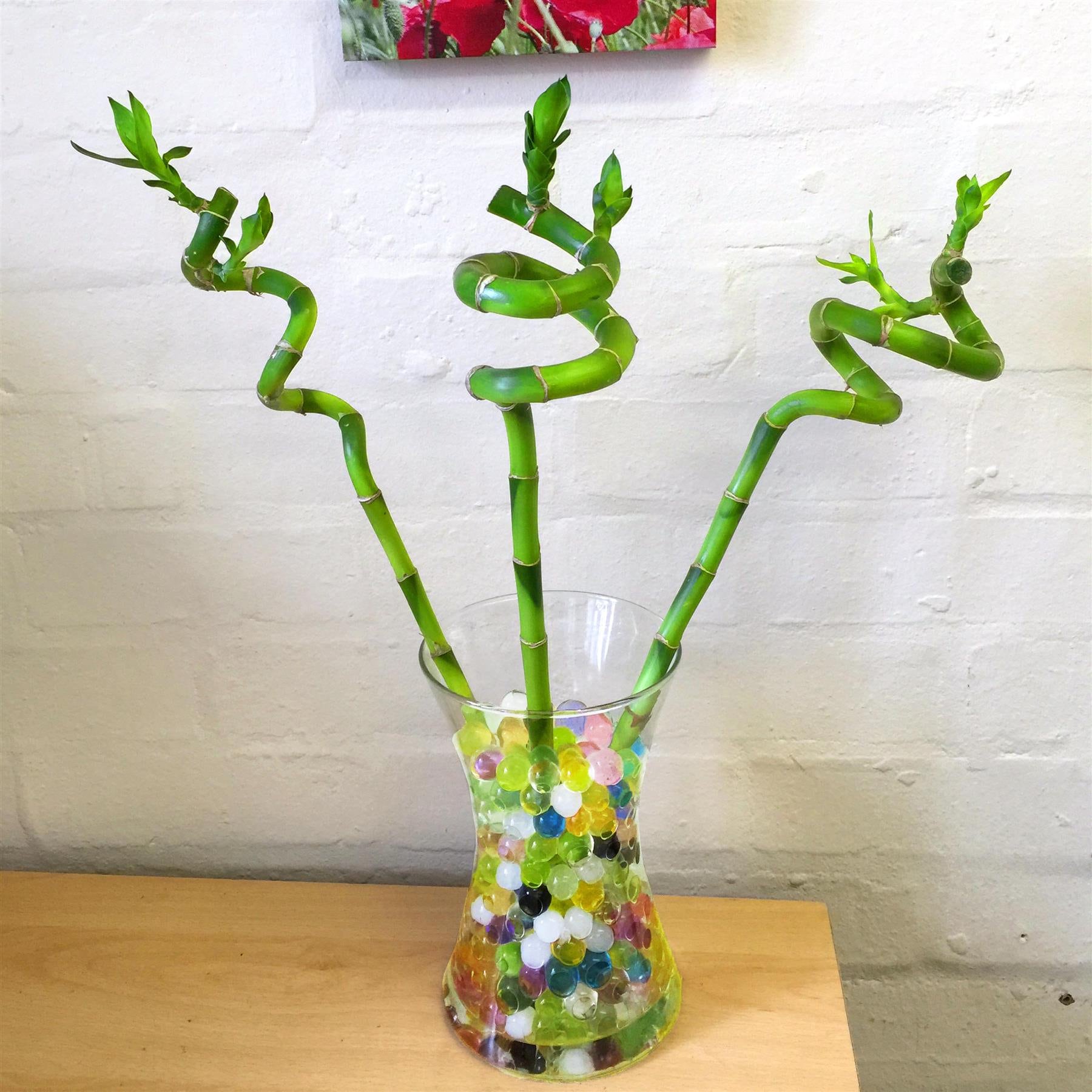 1 Lucky Bamboos in Glass Vase With Colorful Water Ball or Etsy UK