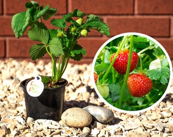 Strawberry Plants SWEETHEART GARDEN PLANTS - Outdoor Fruit in 12cm pot