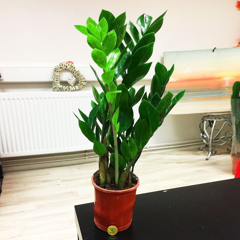 Large ZZ Plant in Pot Evergreen Aroid Palm Floor Plant Etsy