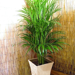 Large Palm Chamaedorea Elegans in Pot Evergreen Floor Plant Large MilanoPotWhite