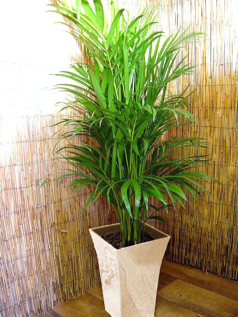 Large Palm Chamaedorea Elegans in Pot Evergreen Floor Plant Large MilanoPotWhite