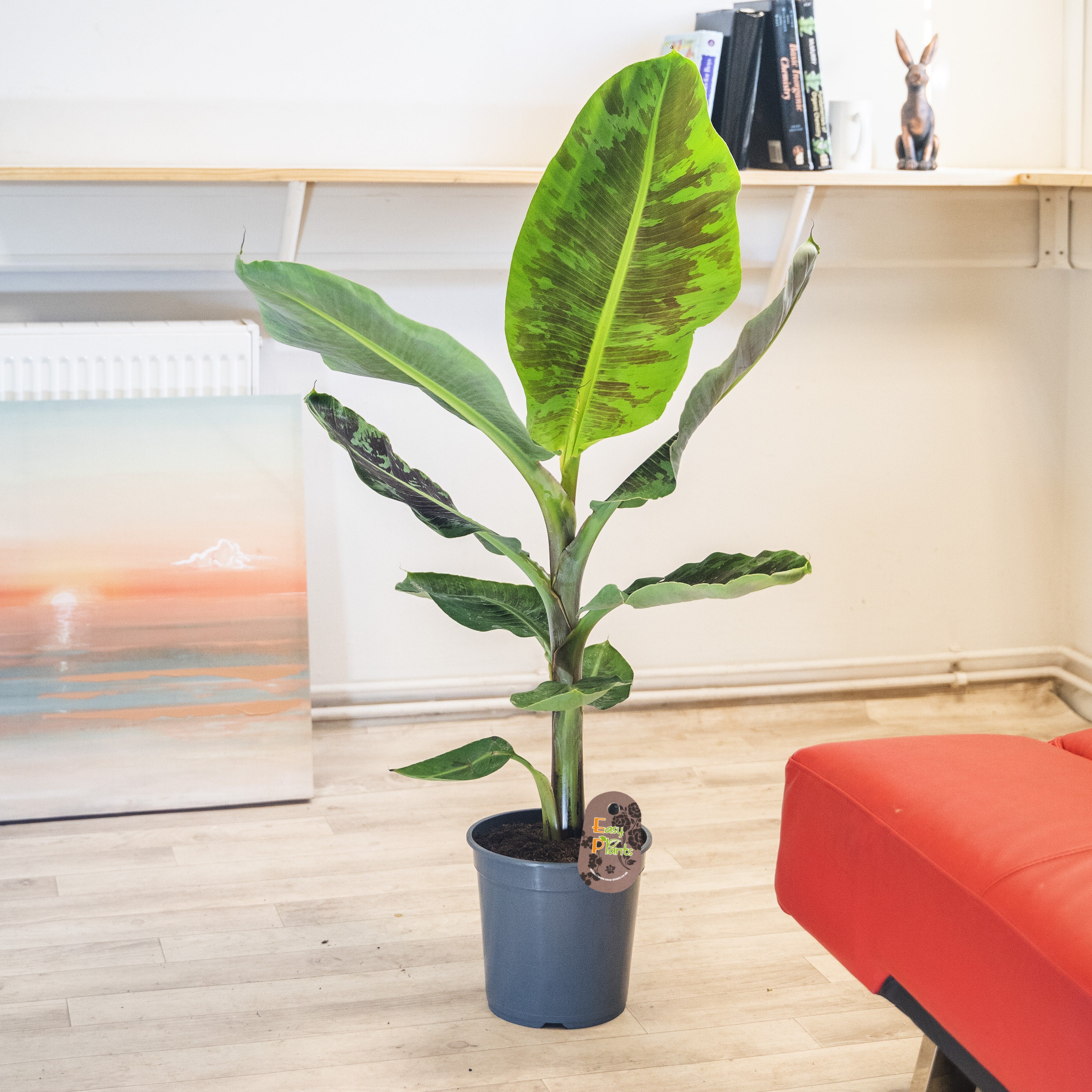 Dwarf Banana tree in Pot Evergreen Tropical House Plant Etsy