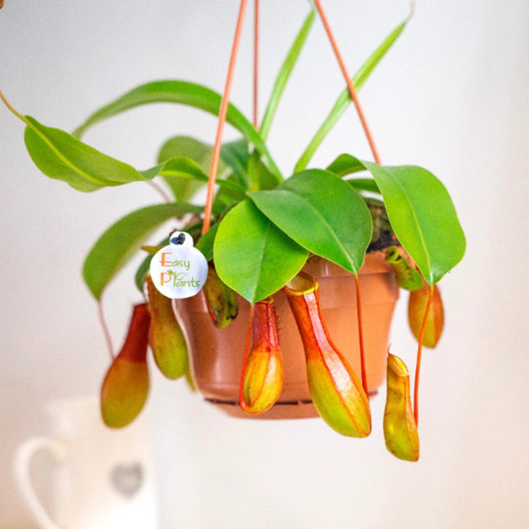 Monkey Cup Plant Indoor House Nepenthes Garden in 14cm Hanging Basket