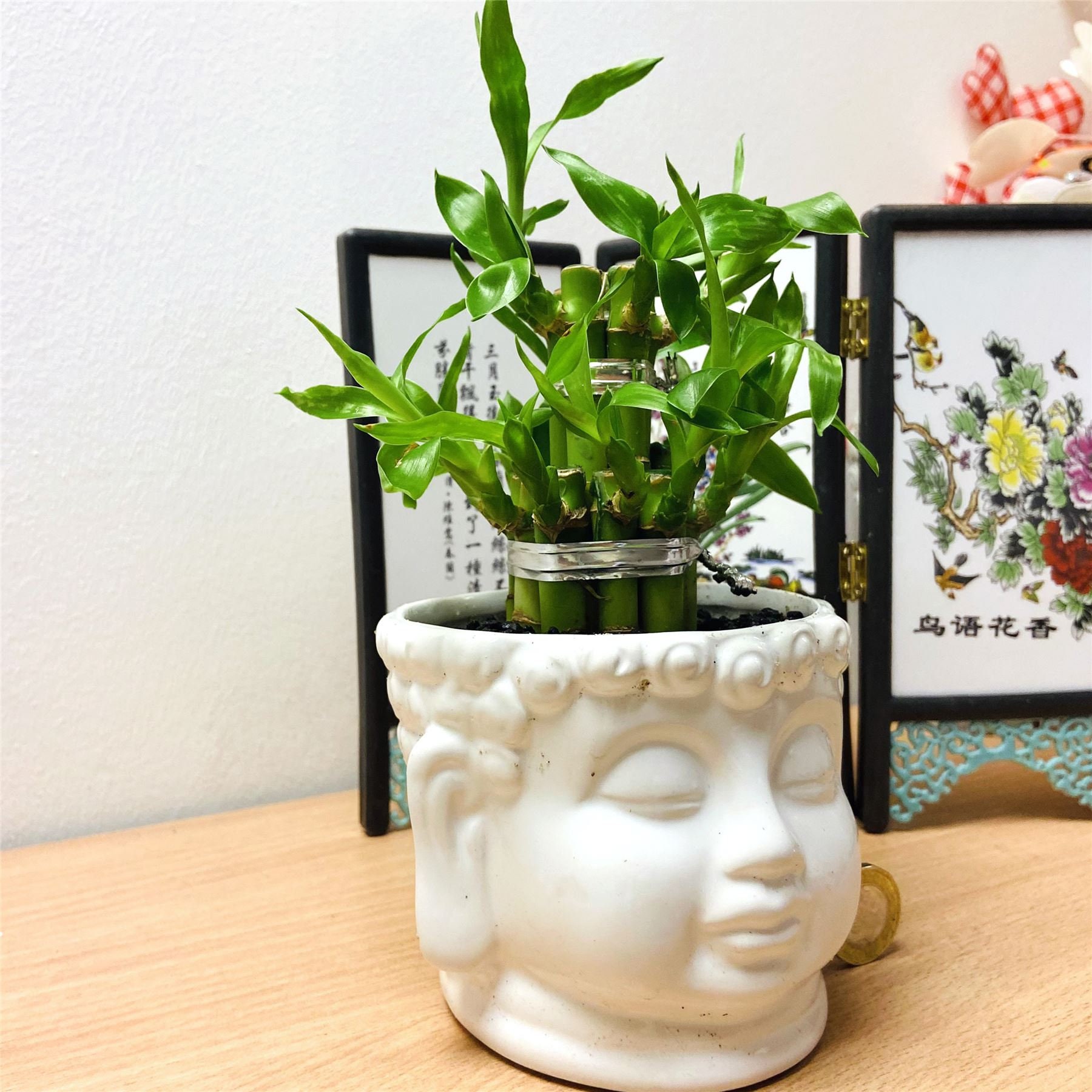 1 Lucky Bamboos in Glass Vase With Colorful Water Ball or Etsy UK