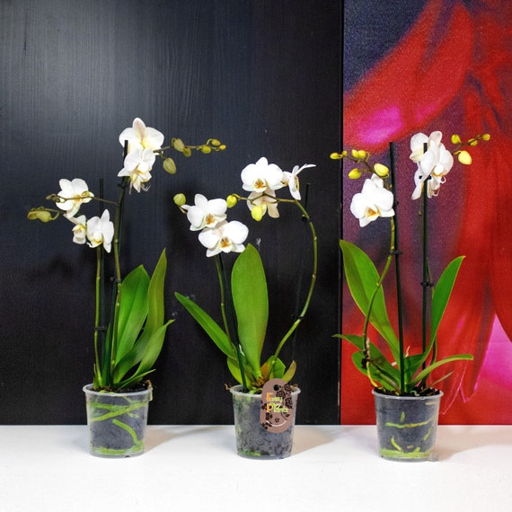 Da 1 a 3 Phalaenopsis Falena Orchidea con 1 o 2 rami di fiori Pianta da  fiore da interno di colore bianco in vaso da 9 cm -  Italia