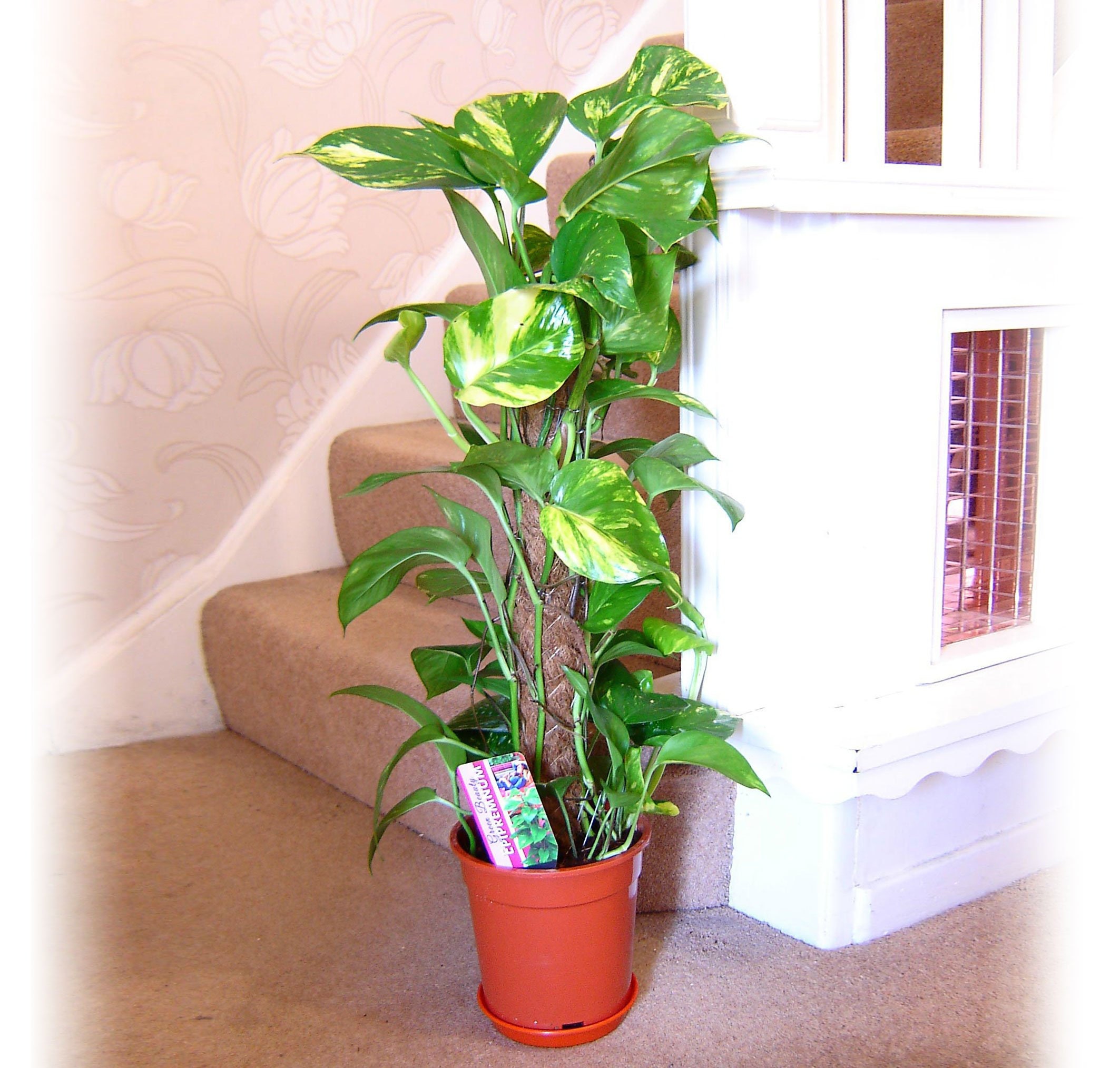 Large Devils Ivy in Pot Evergreen Floor Plant Etsy UK