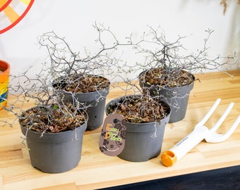 Wire Netting Bush Silver Corokia cotoneaster in 12cm Pot evergreen indoor
