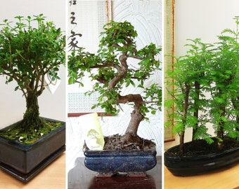 1 Bonsai @ Ceramic Pot House Plant  Choose from Dawn Redwood,  Chinese Pepper, Fukien Tea, Japanese Holly, Money Tree, Chinese Elm