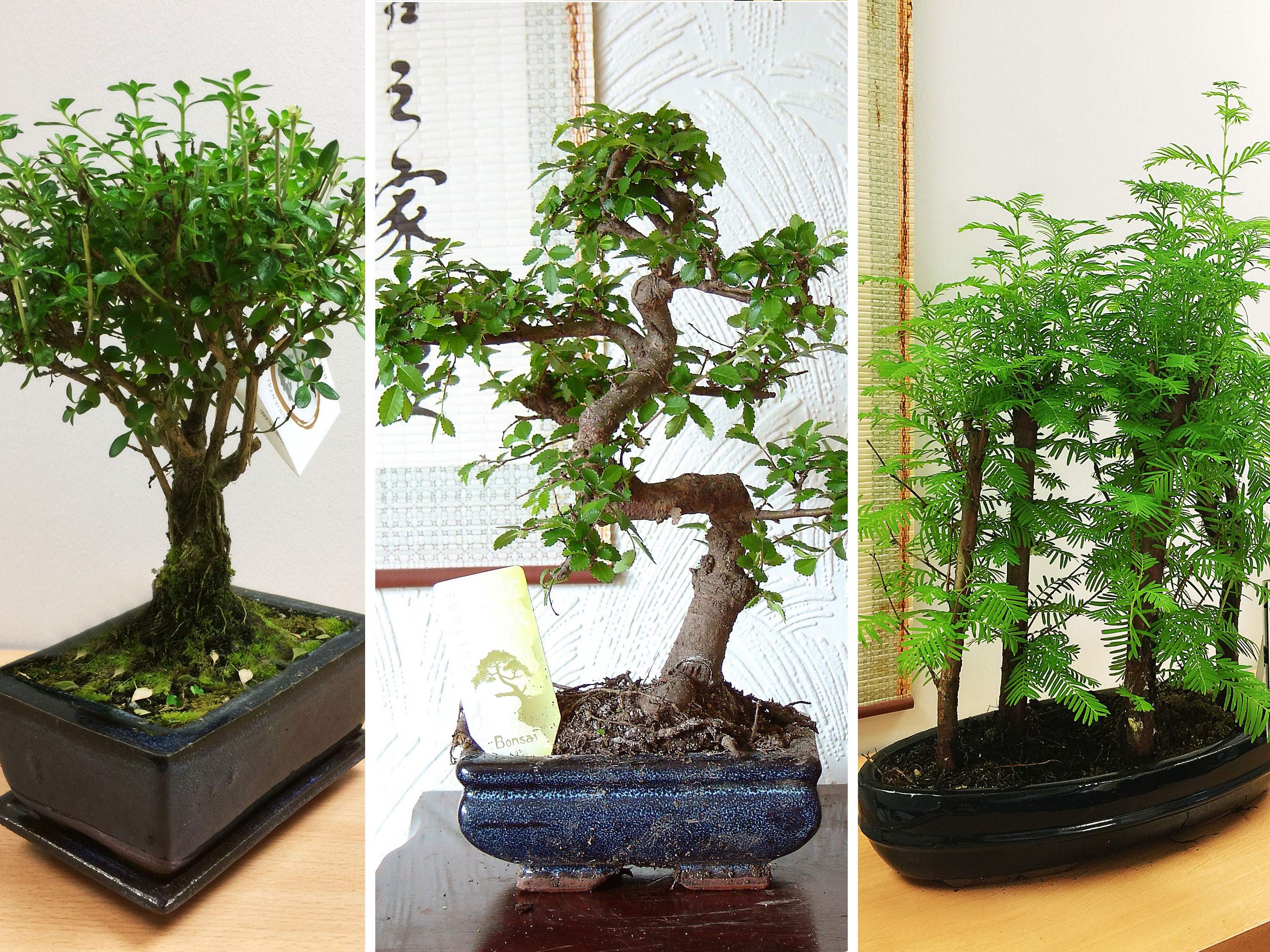 1 Bonsai Ceramic Pot House Plant Choose From Dawn Redwood, Chinese Pepper,  Fukien Tea, Japanese Holly, Money Tree, Chinese Elm -  UK