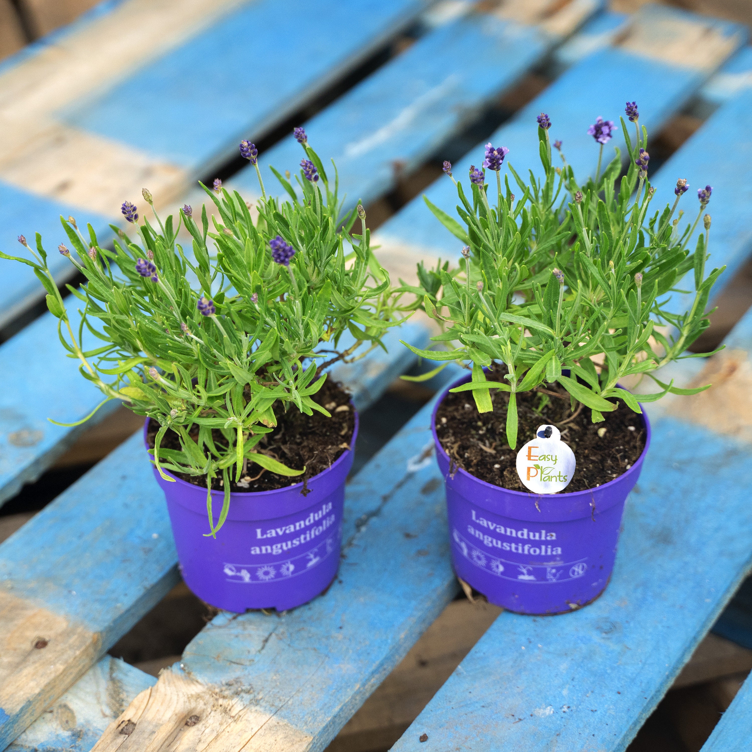 1 / 2 / 4 Aromatic Hardy English Lavender Violet Flower Etsy UK