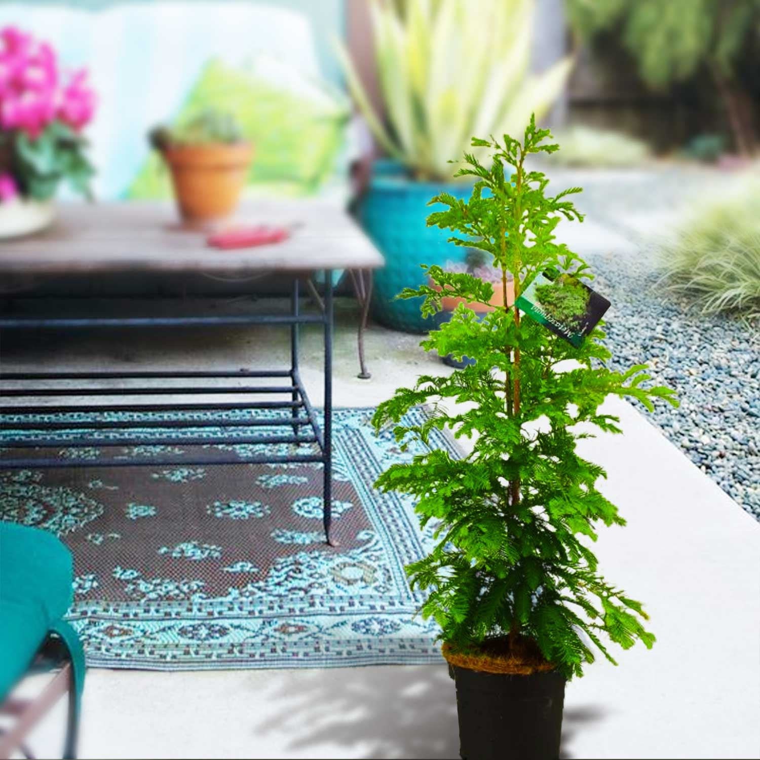 Dawn Redwood Tree in 19cm Pot Large Outdoor Hedge Plant Etsy UK