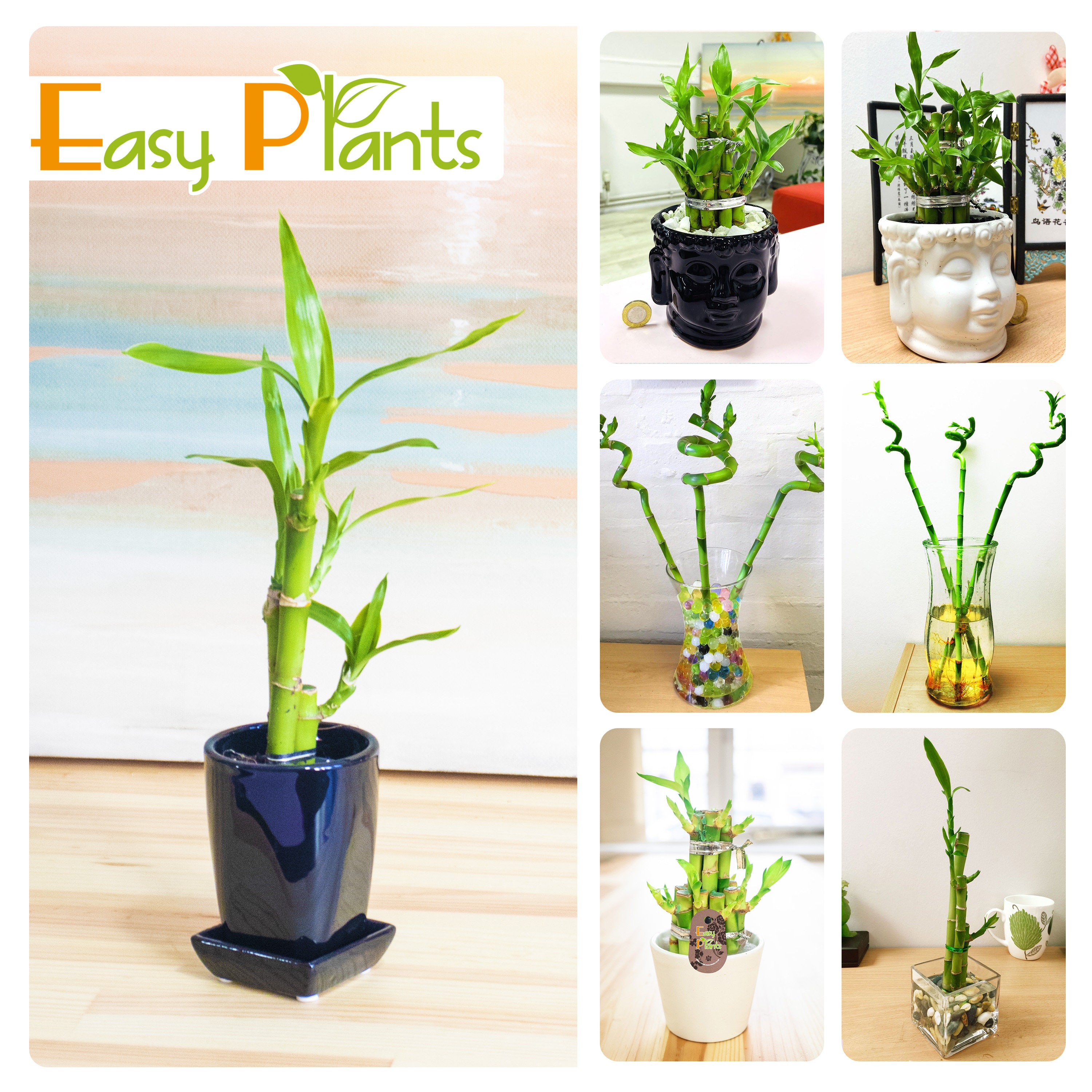 1 Lucky Bamboos in vaso di vetro con palla d'acqua colorata o