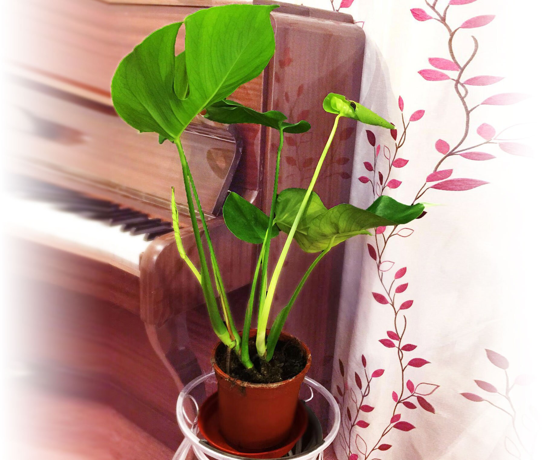 Large Cheese Plant in Pot Evergreen Floor Plant Etsy