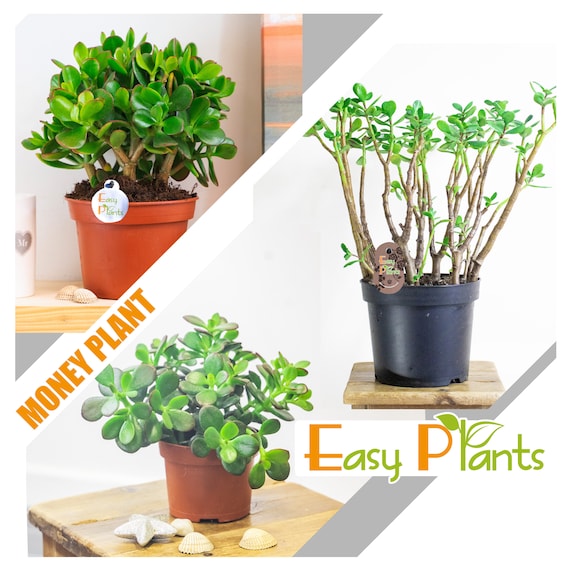Money plant succulent deals