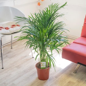 Large Palm Chamaedorea Elegans in Pot Evergreen Floor Plant 21cm PVC pot