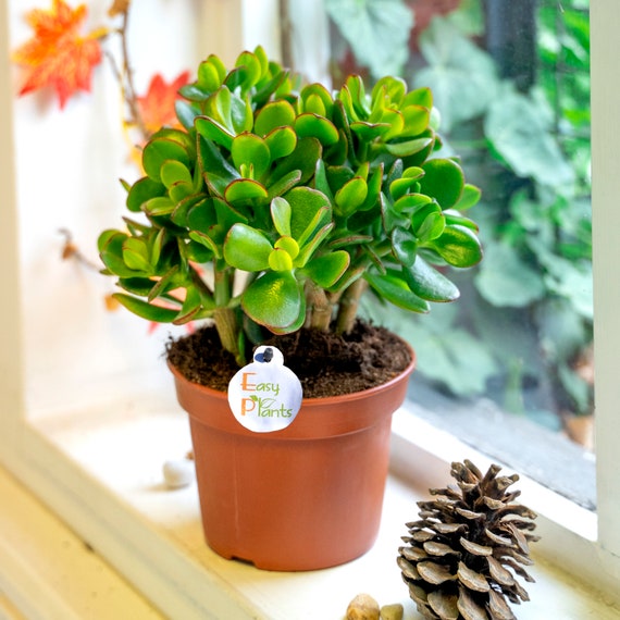 Ovata green daily slippers sale