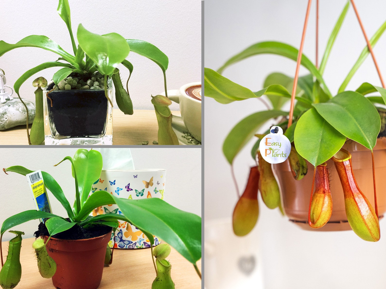 1 Monkey Cup Plant Indoor House Fly Trap Insect Killer Etsy