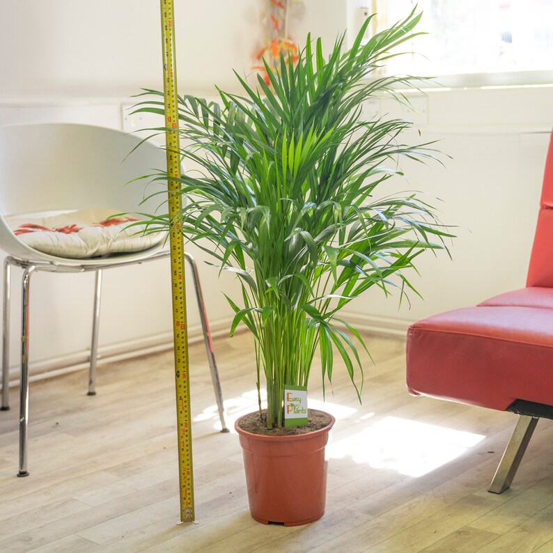 Large Palm Chamaedorea Elegans in Pot Evergreen Floor Plant image 4