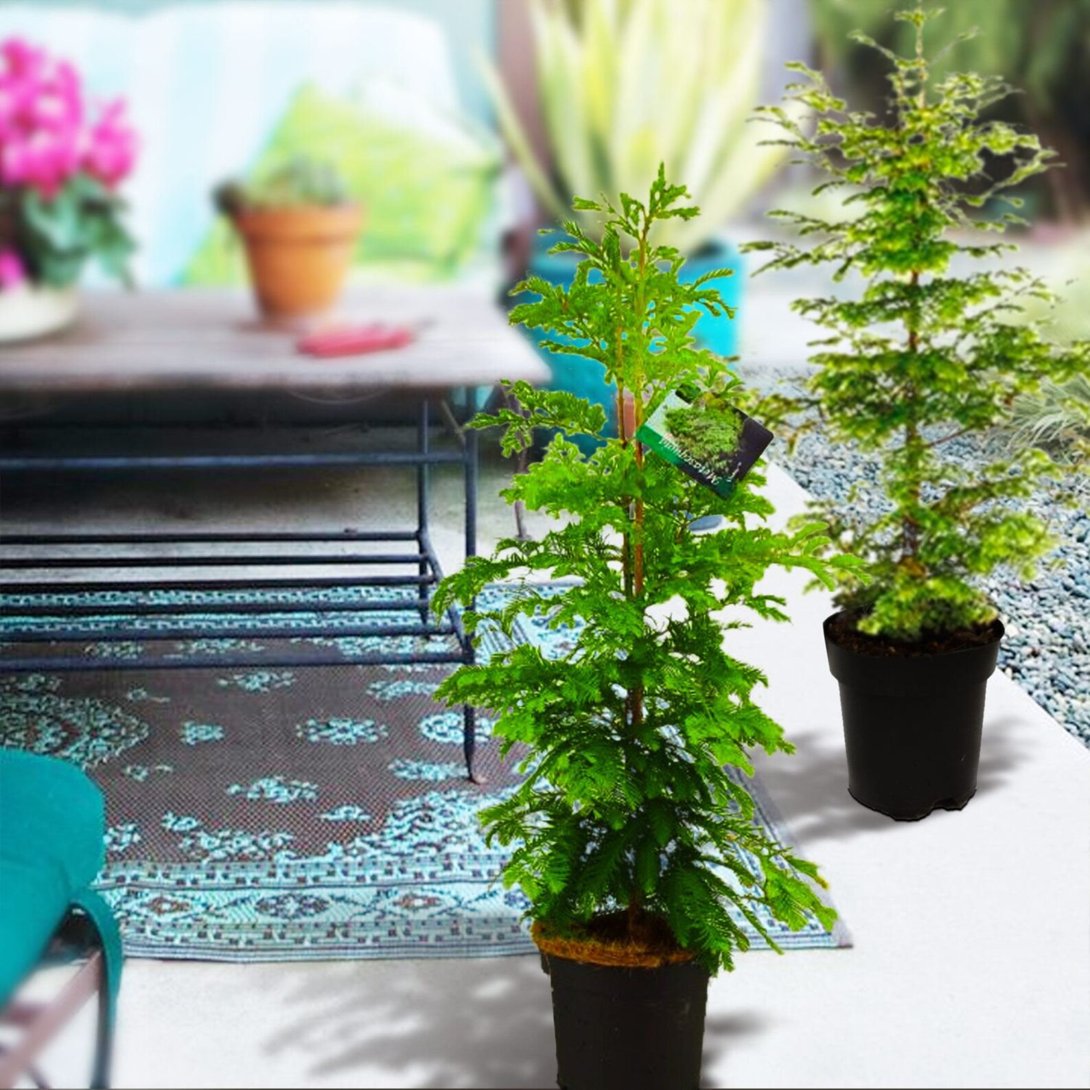 Dawn Redwood Tree in 19cm Pot Large Outdoor Hedge Plant Etsy UK