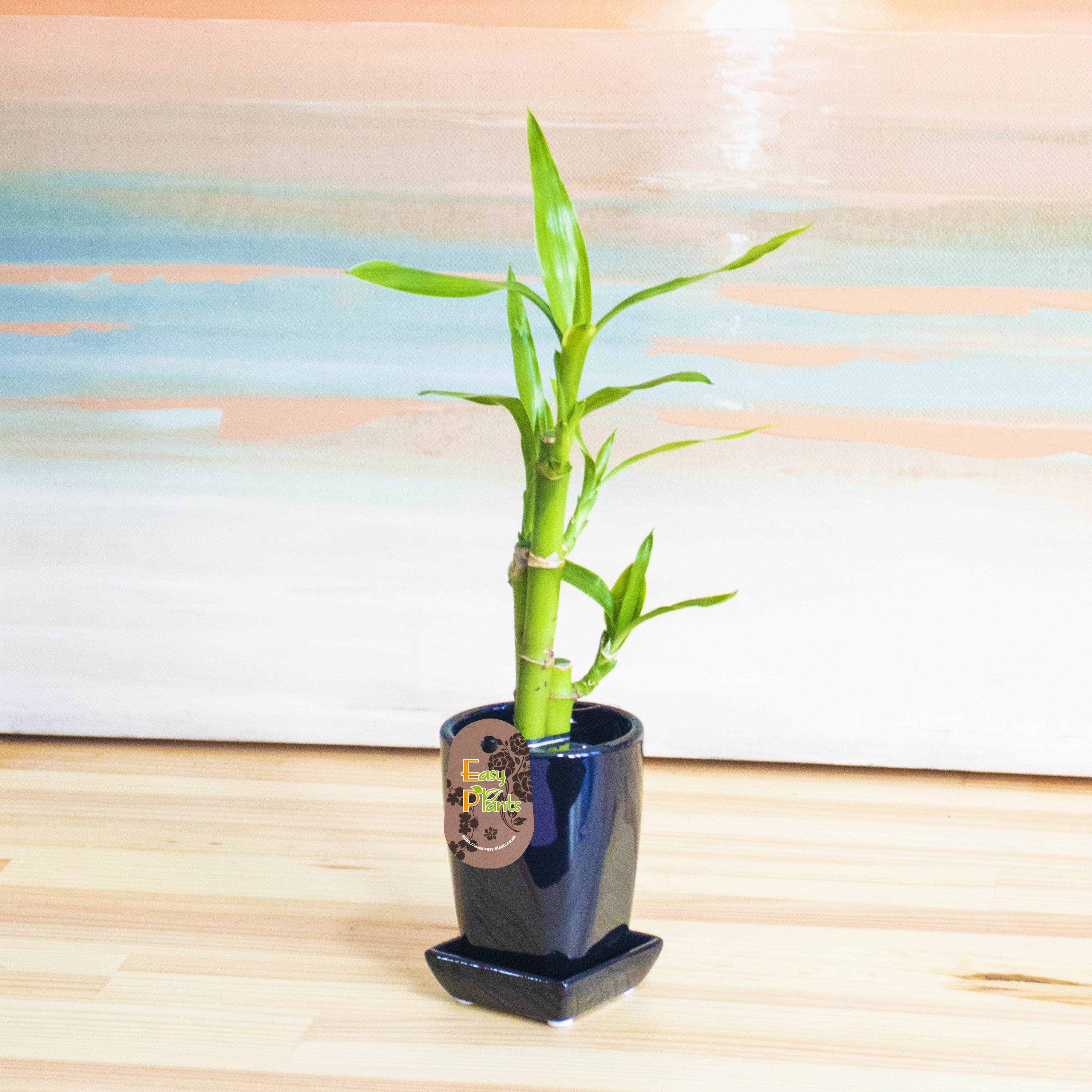 1 Lucky Bamboos in Glass Vase With Colorful Water Ball or Etsy UK