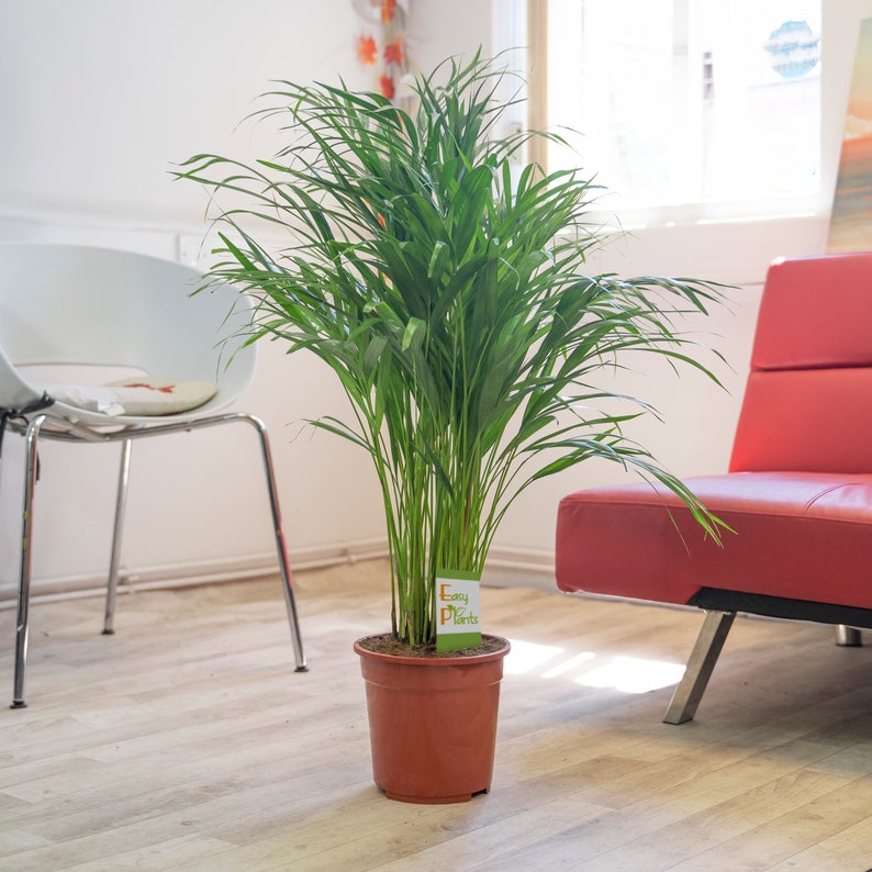 Large Palm Chamaedorea Elegans in Pot Evergreen Floor Plant image 3