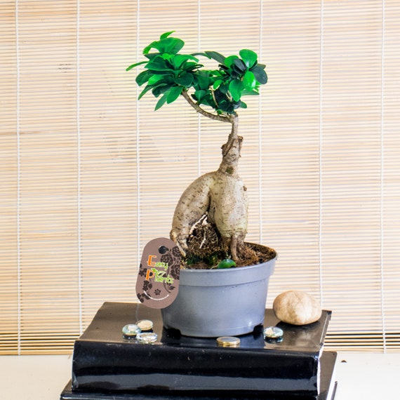 Ficus Ginseng Albero da interno in vaso da 12 cm Giardino vivo Casa Ufficio  Casa Pianta decorativa Bonsai cinese Microcarpa Buddha -  Italia