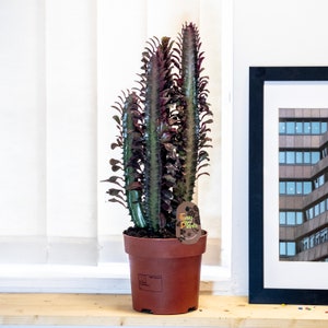 Cactus grande Euphorbia Trigona Rubra Árbol de leche africano en maceta de 17cm