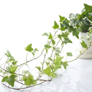 1 English Ivy Hedera Evergreen Hardy Outdoor Wall Climbing Garden House Plant in Pot/Basket/Coloured Stained Glass Pot/Coloured Metal Bucket