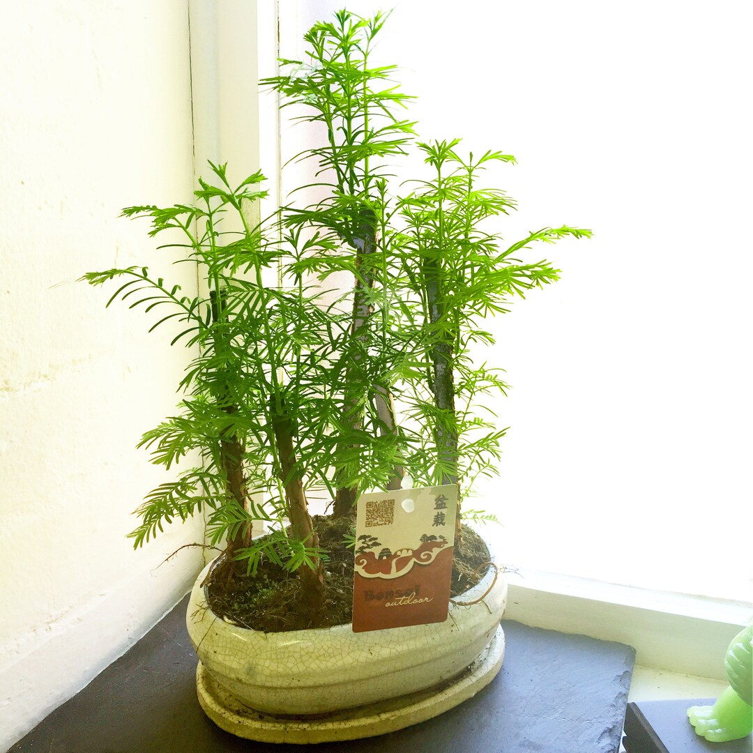 Bonsaï Metasequoia En Pot Céramique 16cm - Arbre D'Extérieur, Pour Débutants, Forêt Bonsaï Possible