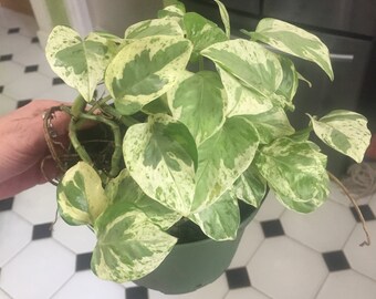 Manjula Pothos Etsy - mixed pothos