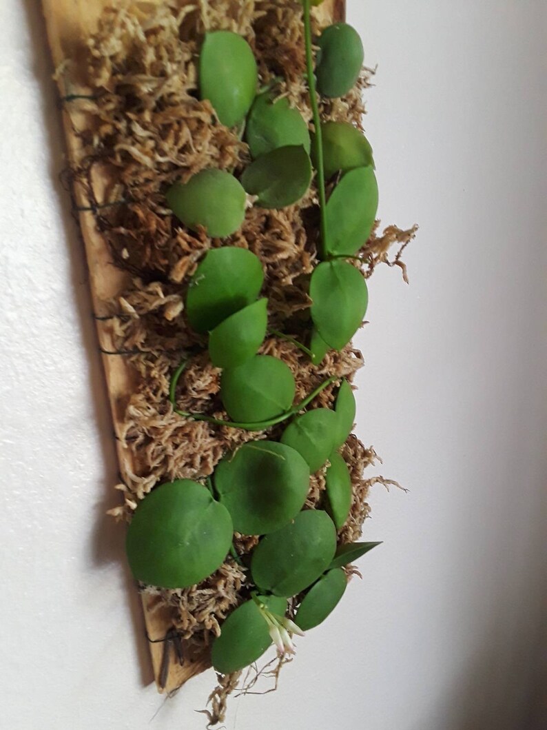 Dischidia Imbricata Mounted on Hanging Cypress Board