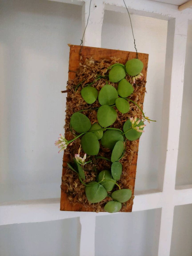 Dischidia Imbricata Mounted on Hanging Cypress Board