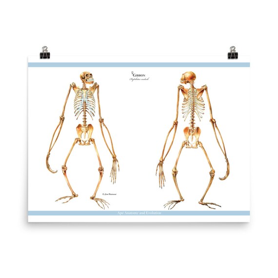 Gibbon Skeletons Anterior & Posterior Views Gibbon Anatomy Etsy