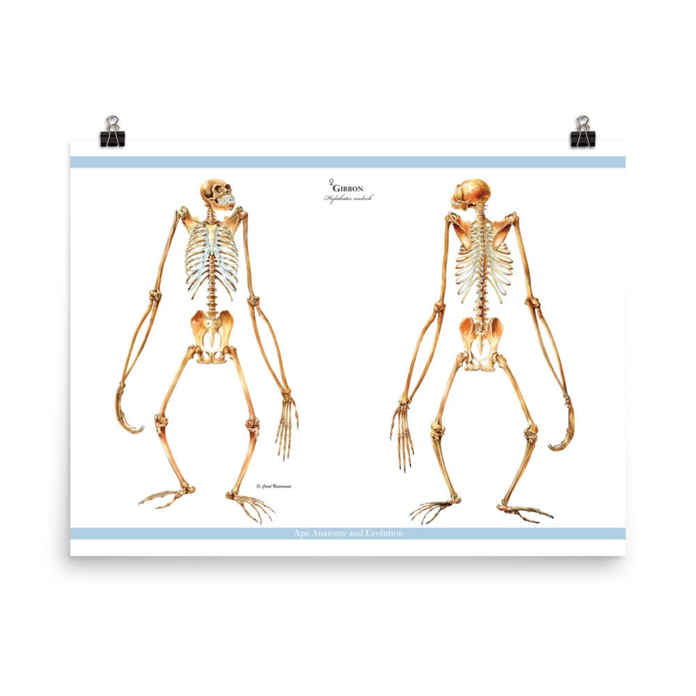 Gibbon Skeletons Anterior & Posterior Views Gibbon Anatomy Etsy