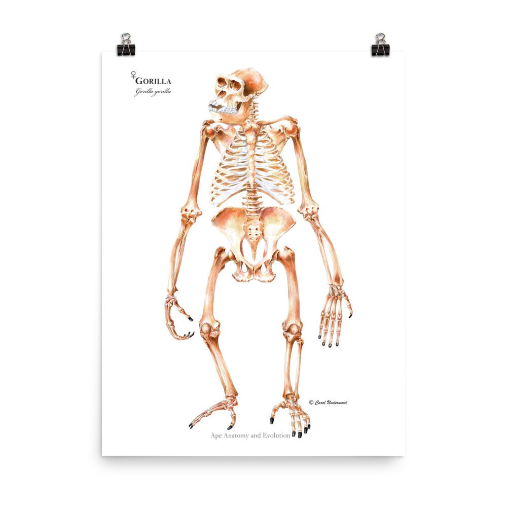 Gorilla Skeleton Anterior View Gorilla Anatomy Gorilla Etsy Singapore