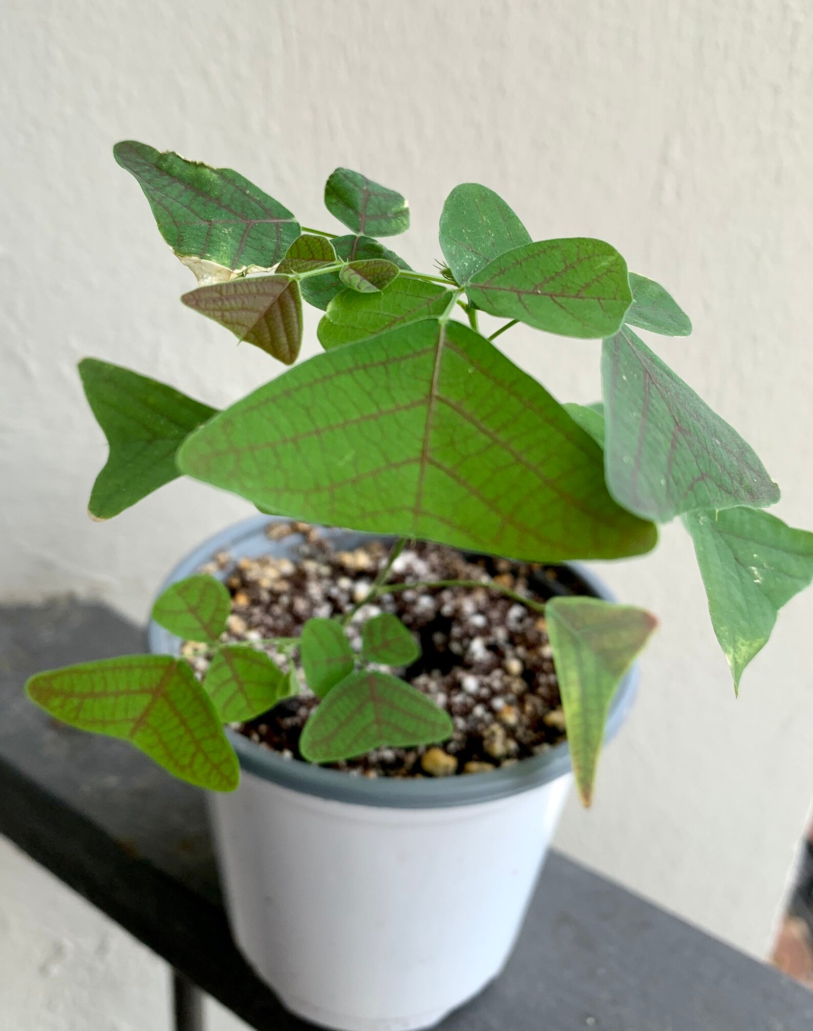 Live plant Christia Obcordata Christia Vespertilionis Etsy