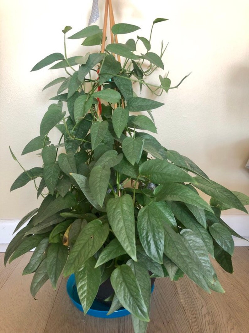 Philodendron Cebu blue Epipremnum pinnatum Etsy