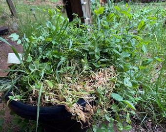 Beneficial Legume/Cover Green Manure (21OZ)