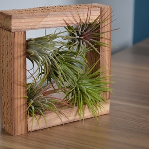 Rustic Air Plant Display - Small